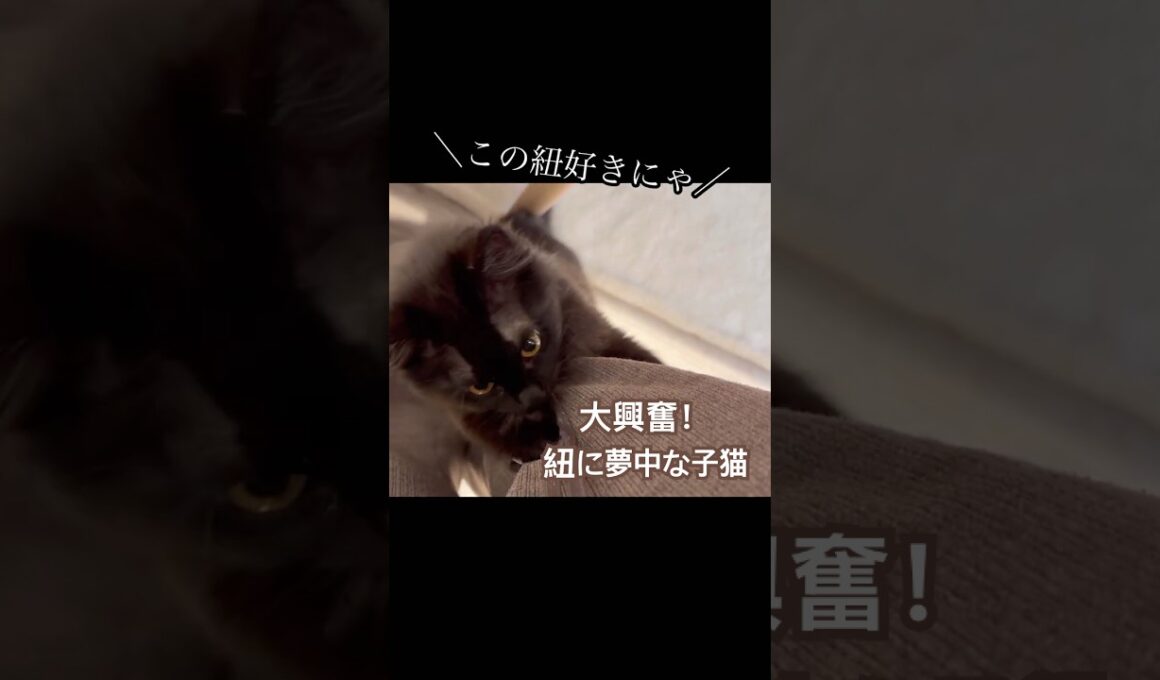 【双子保護猫】大興奮！紐に夢中な子猫が止まらない