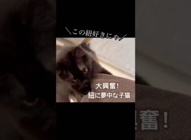 【双子保護猫】大興奮！紐に夢中な子猫が止まらない