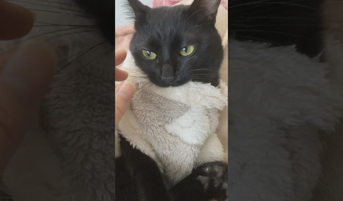 なれない服を着てもらったらかわいいけど怒らせた… #願望