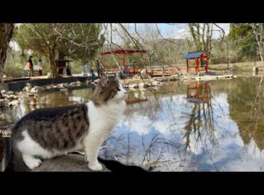 【日本唯一の猫村】16匹の猫が自由に暮らす「ねこ村」が凄すぎる🐈木登りする野生の姿に密着｜秋吉台サファリランド