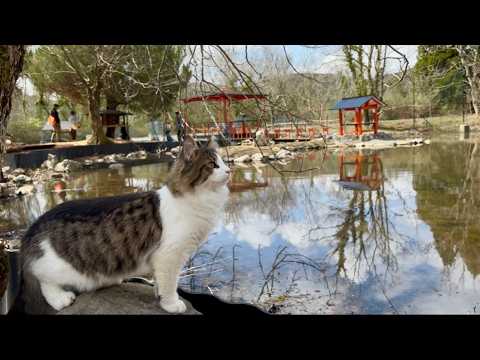 【日本唯一の猫村】16匹の猫が自由に暮らす「ねこ村」が凄すぎる🐈木登りする野生の姿に密着｜秋吉台サファリランド