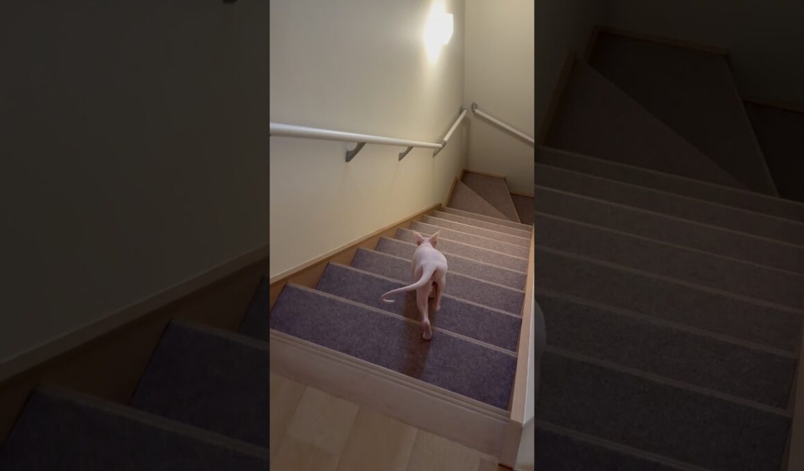 足並み揃えてごはんに向かう毛のない猫たち【スフィンクス】