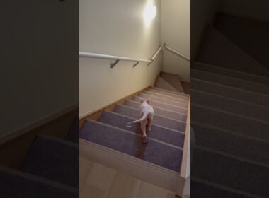 足並み揃えてごはんに向かう毛のない猫たち【スフィンクス】