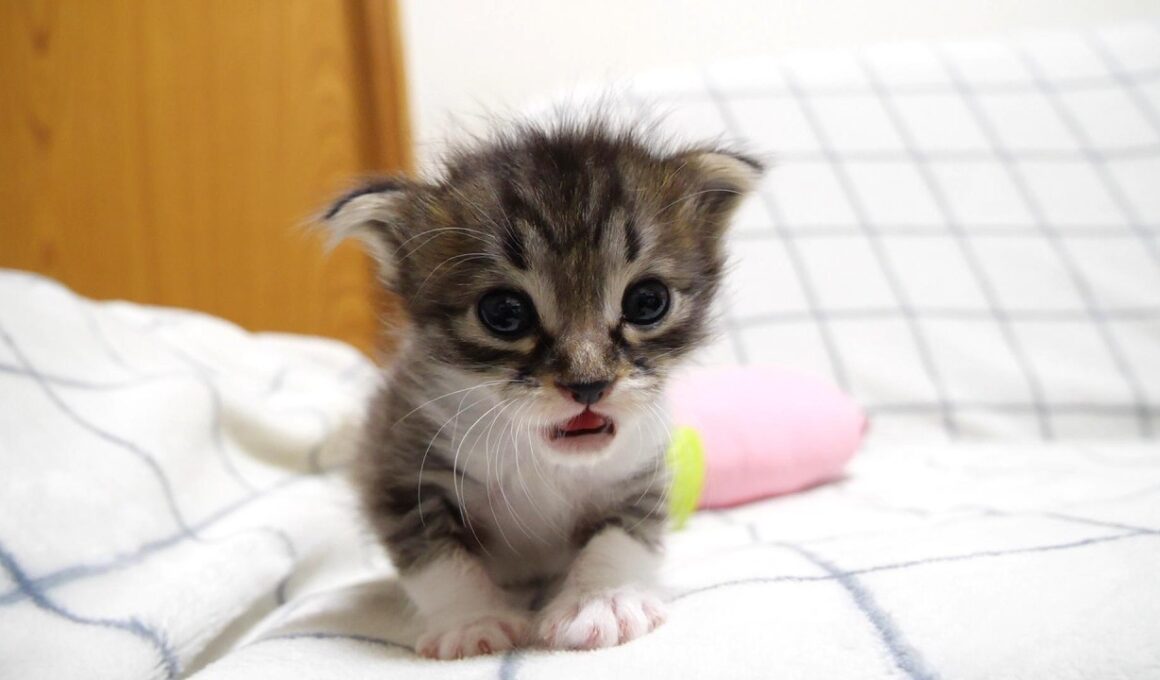 ママどこですか？ミルクを飲んだ後の赤ちゃん子猫がママを探してかわいいニャーニャー？【赤ちゃん猫　保護猫】