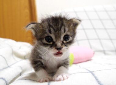 ママどこですか？ミルクを飲んだ後の赤ちゃん子猫がママを探してかわいいニャーニャー？【赤ちゃん猫　保護猫】