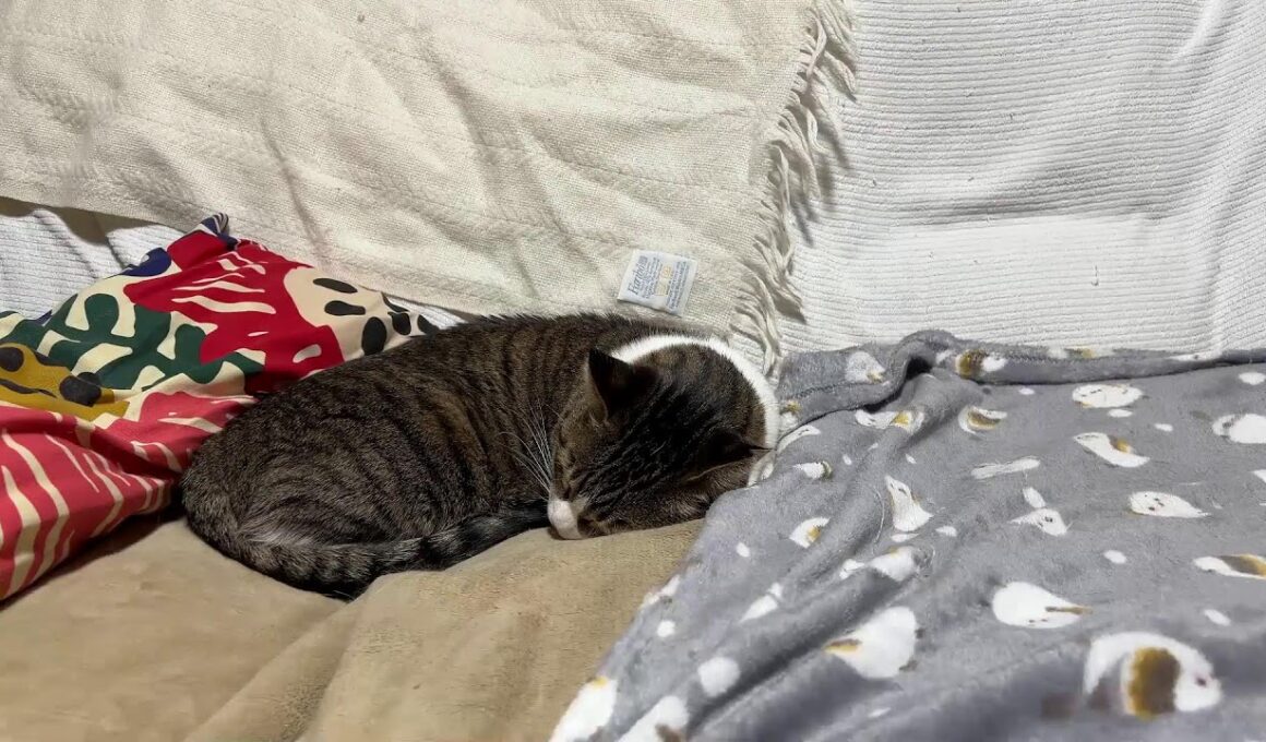 猫の合間にゆるく雑談