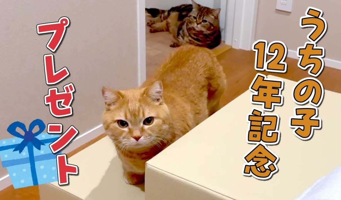 うちの子12年目を迎えた愛猫にプレゼントしたら最高でした！