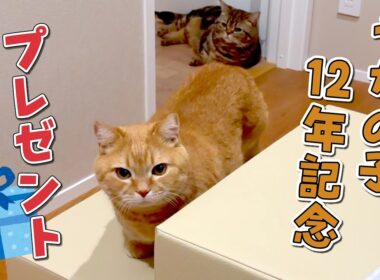 うちの子12年目を迎えた愛猫にプレゼントしたら最高でした！