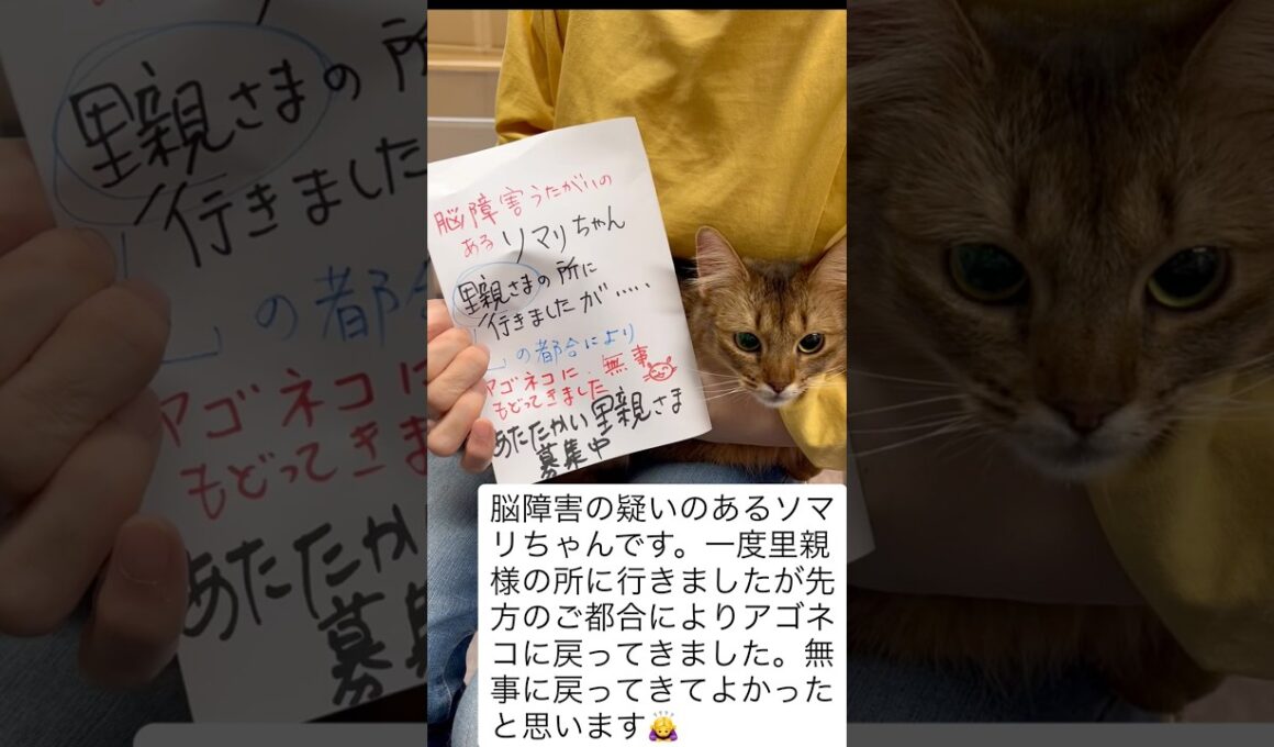 【ご報告】2週間ほど前に里親譲渡したソマリの猫ちゃんですが、里親としてお迎えいただいた方が継続しての飼育は難しいということで、別の方へのお渡しを前提とした里親募集が