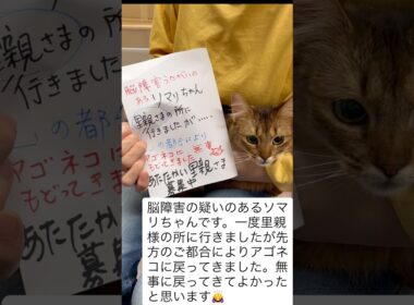 【ご報告】2週間ほど前に里親譲渡したソマリの猫ちゃんですが、里親としてお迎えいただいた方が継続しての飼育は難しいということで、別の方へのお渡しを前提とした里親募集が