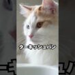 猫なのに、水に近づいていく…ターキッシュバン😽｜猫の雑学 #shorts #猫のいる暮らし #猫の雑学 #cat #猫好きさんと繋がりたい