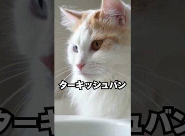 猫なのに、水に近づいていく…ターキッシュバン😽｜猫の雑学 #shorts #猫のいる暮らし #猫の雑学 #cat #猫好きさんと繋がりたい