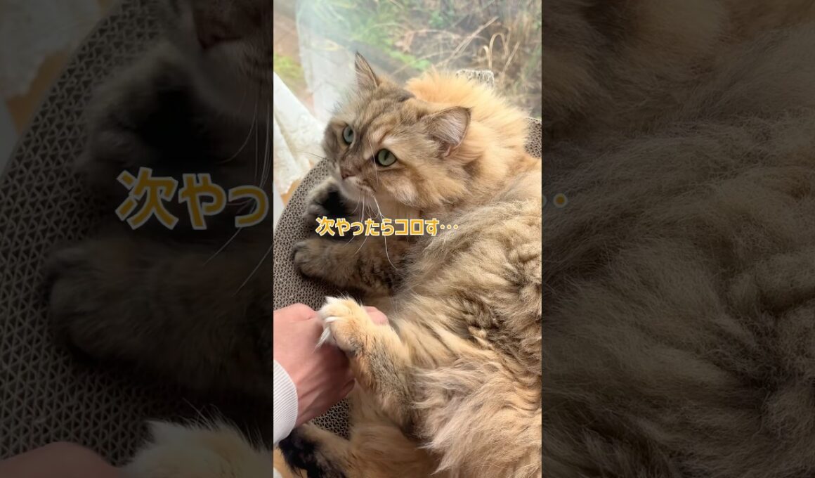 怒っても可愛いのがいけないんだ🫠💘【サイベリアン・マグロ】 #shorts #サイベリアン #猫 #怒る