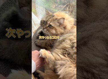 怒っても可愛いのがいけないんだ🫠💘【サイベリアン・マグロ】 #shorts #サイベリアン #猫 #怒る