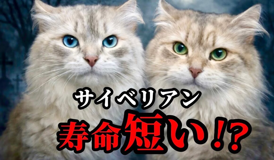 サイベリアンの寿命は何年？大型猫は短命と言われる理由