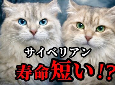 サイベリアンの寿命は何年？大型猫は短命と言われる理由