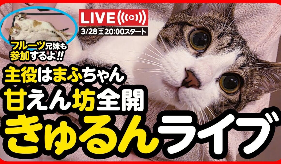 🔴【3月28日(土) 20時スタート】甘えん坊全開！きゅるるんライブ✨