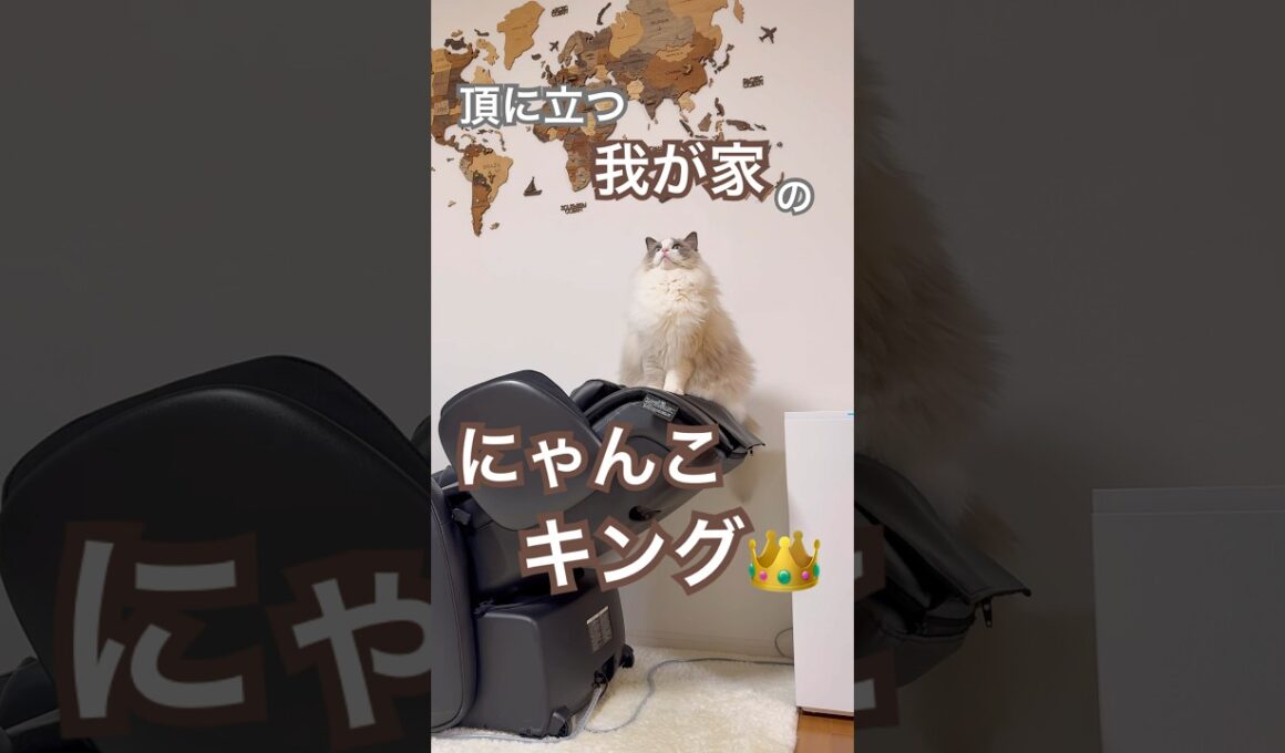 マッサージチェアの頂に現れた王👑#ラグドール #猫のいる暮らし #猫好きさんと繋がりたい #ねこ動画