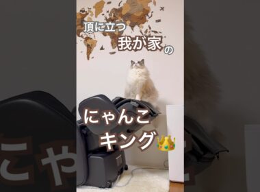 マッサージチェアの頂に現れた王👑#ラグドール #猫のいる暮らし #猫好きさんと繋がりたい #ねこ動画
