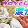 夜ひとりでお留守番してた庭子猫に『ギュッ』としたら…可愛すぎて泣いた！【三毛母猫の子猫】