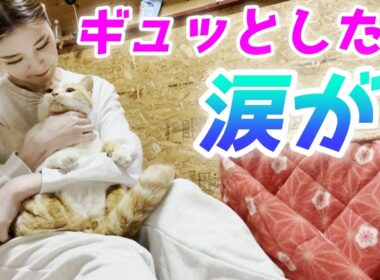 夜ひとりでお留守番してた庭子猫に『ギュッ』としたら…可愛すぎて泣いた！【三毛母猫の子猫】