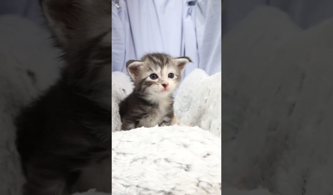 生後22日メインクーン赤ちゃんの鈴奈ちゃん