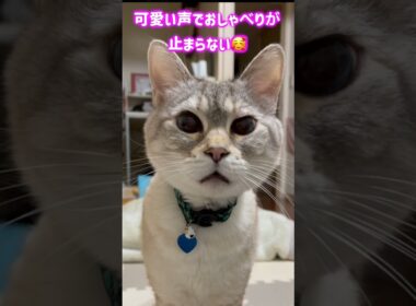 可愛い声でおしゃべりが止まらない🥰