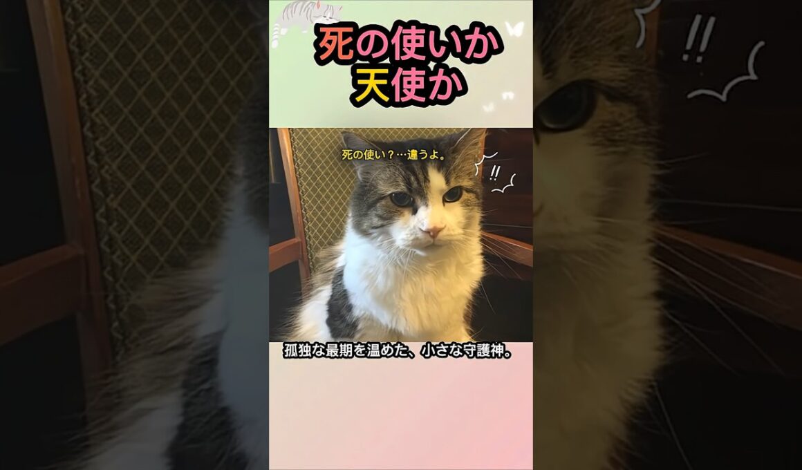 😮この猫が隣に来たら、数時間後に亡くなる…？🙀​#猫の恩返し #猫の感動実話 #動物感動 #ホスピス猫 #看板猫 #天使の猫
