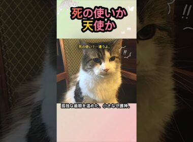 😮この猫が隣に来たら、数時間後に亡くなる…？🙀​#猫の恩返し #猫の感動実話 #動物感動 #ホスピス猫 #看板猫 #天使の猫
