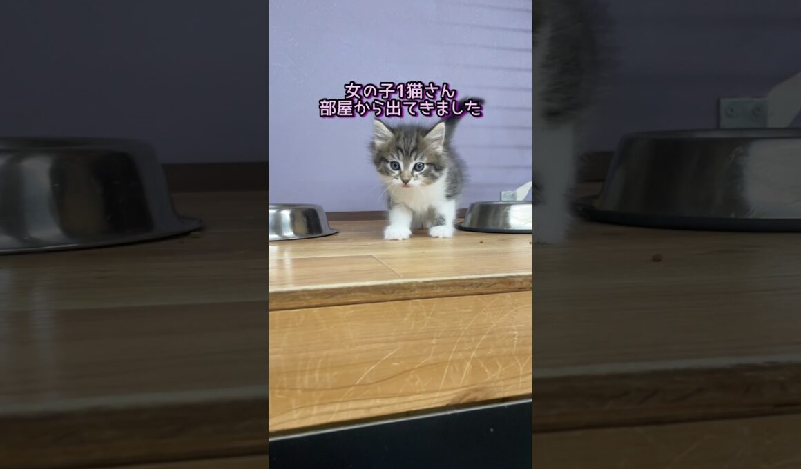 部屋から出てきた子猫さん #ノルウェージャンフォレストキャット #norwegianforestcat