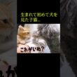 生まれて初めて犬を見た子猫はこうなる...笑#shorts
