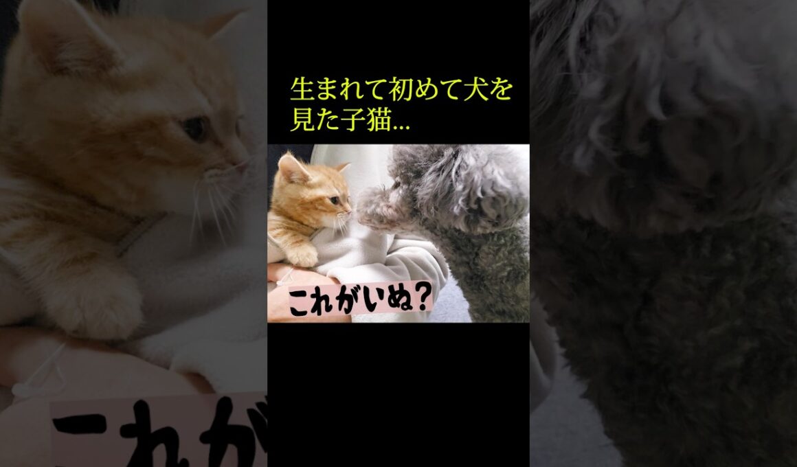 生まれて初めて犬を見た子猫はこうなる...笑#shorts