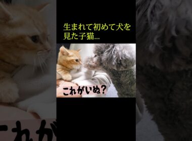 生まれて初めて犬を見た子猫はこうなる...笑#shorts