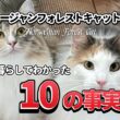 【飼う前に見て】ノルウェージャンフォレストキャット2匹飼いが教える！絶対に知っておくべき10のリアル