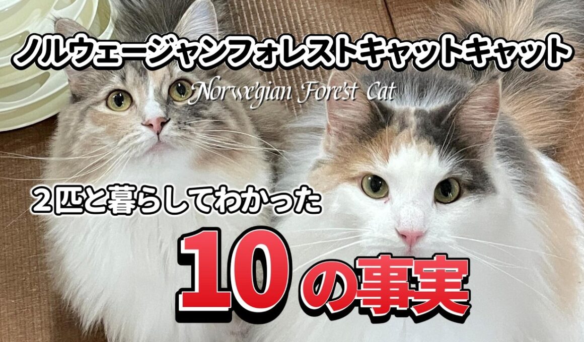 【飼う前に見て】ノルウェージャンフォレストキャット2匹飼いが教える！絶対に知っておくべき10のリアル