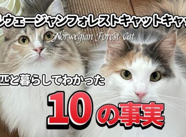 【飼う前に見て】ノルウェージャンフォレストキャット2匹飼いが教える！絶対に知っておくべき10のリアル