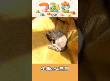 手のひらサイズの子猫つみき011。#shorts #子猫 #保護猫