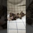 急に電池切れしちゃった子猫さん達😺😺 #cat #kitten #子ネコ #好きな子猫 #猫のいる暮らし #kitty #cute #cat #保護猫 #gatto #子猫 #猫好きさんと繋がりたい
