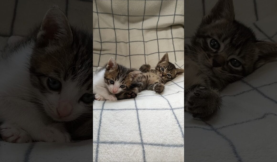 急に電池切れしちゃった子猫さん達😺😺 #cat #kitten #子ネコ #好きな子猫 #猫のいる暮らし #kitty #cute #cat #保護猫 #gatto #子猫 #猫好きさんと繋がりたい