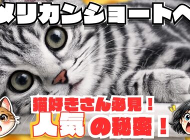 【アメリカンショートヘアさんってどんな子たち!?】猫さんの性格、種類、寿命、歴史、ぜーーーんぶを解説!!