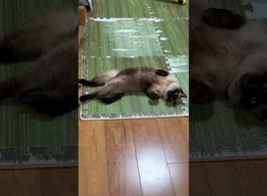 落ちてるシャム猫のふくさん【たぬき猫】 #cat #しゃむねこ #猫のいる暮らし #猫好きさんと繋がりたい #ねこ #cutecat #cat