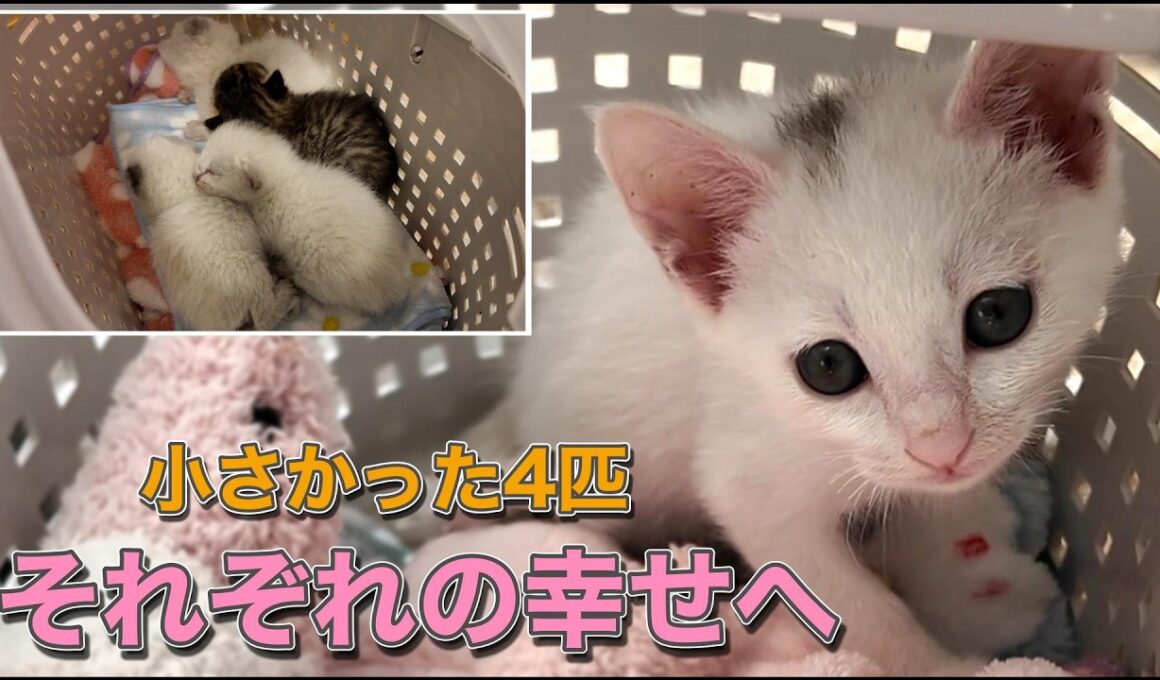 保護した4匹の子猫たちを送り出す日【保護猫日記】