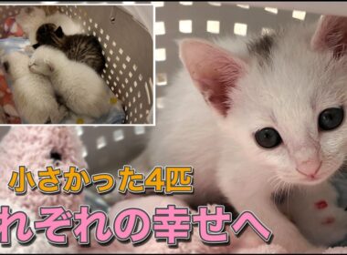 保護した4匹の子猫たちを送り出す日【保護猫日記】