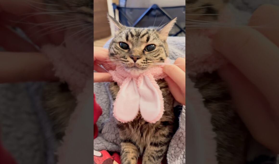 ぷりぷりうさ耳プリンセスが可愛すぎて発狂パパ...!! #cat #猫