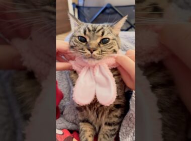 ぷりぷりうさ耳プリンセスが可愛すぎて発狂パパ...!! #cat #猫