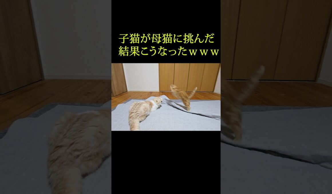 子猫が母猫に挑んだっかこうなった...笑#shorts