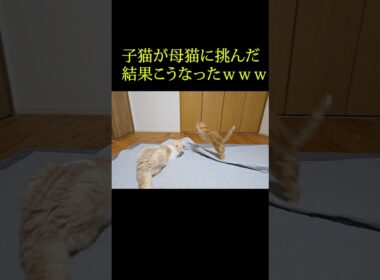 子猫が母猫に挑んだっかこうなった...笑#shorts