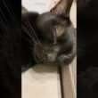 ぐっすり💤黒猫ボンベイ　#cat #ねこ #ねこのいる生活 #ねこのいる暮らし #ねこ動画 #猫 #猫好きさんと繋がりたい #かわいい #癒やし #へそ天 #甘えん坊