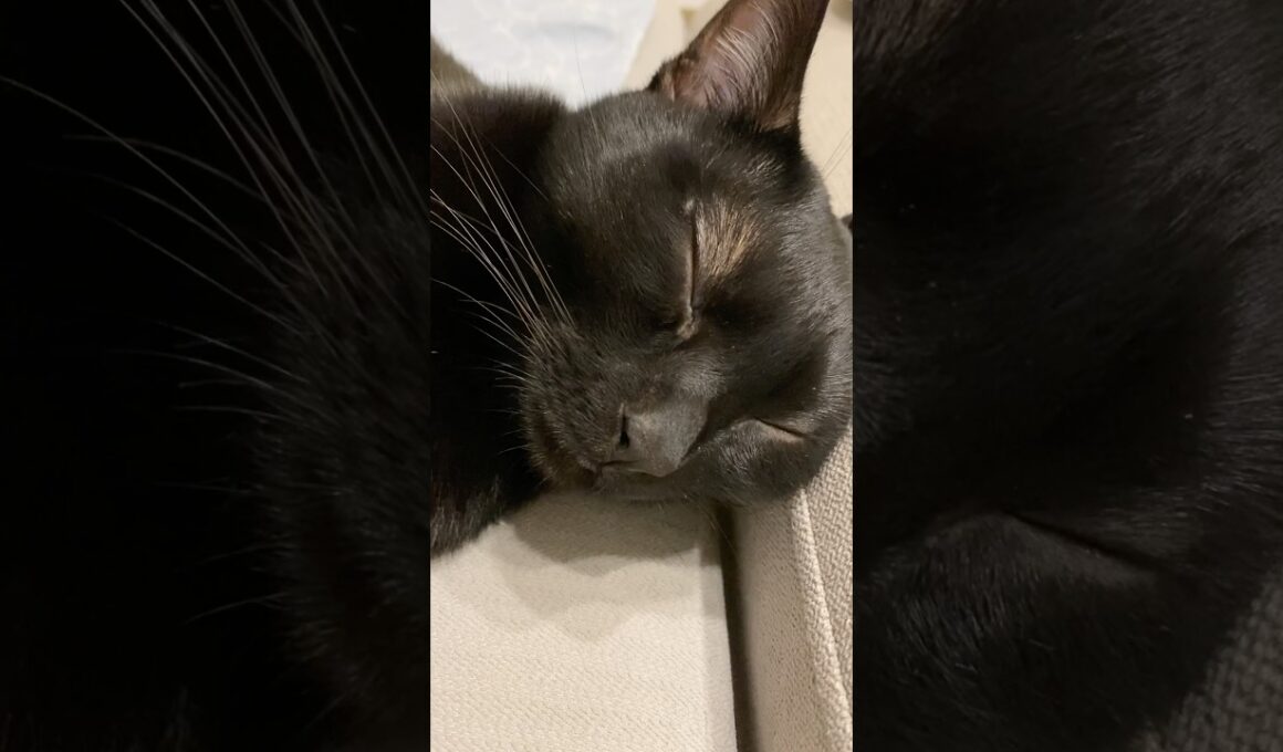 ぐっすり💤黒猫ボンベイ　#cat #ねこ #ねこのいる生活 #ねこのいる暮らし #ねこ動画 #猫 #猫好きさんと繋がりたい #かわいい #癒やし #へそ天 #甘えん坊