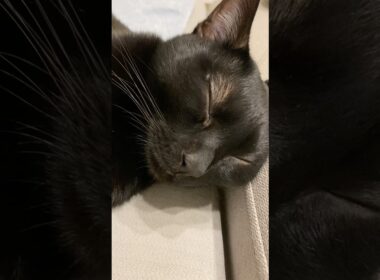 ぐっすり💤黒猫ボンベイ　#cat #ねこ #ねこのいる生活 #ねこのいる暮らし #ねこ動画 #猫 #猫好きさんと繋がりたい #かわいい #癒やし #へそ天 #甘えん坊